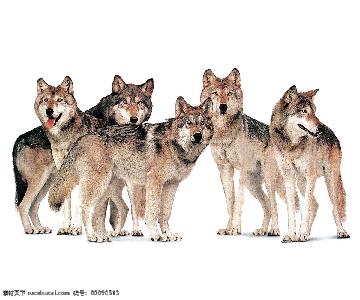 一群狼 动物 狼群 狼 psd素材 创意素材 源文件库 300