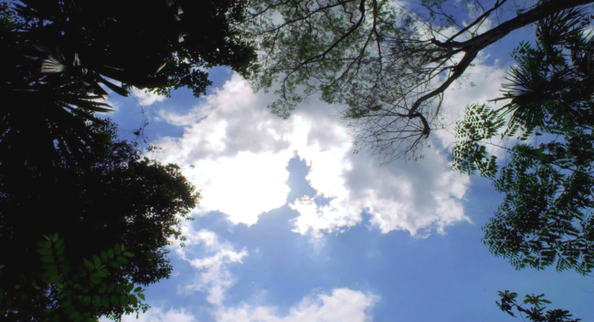 蓝色天空 视频 绿树 树木 天空视频 实拍视频