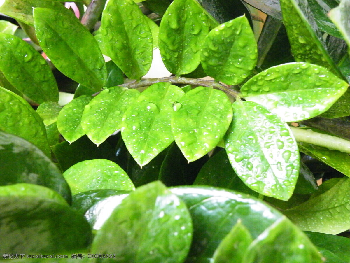 金钱树 叶子 水珠 水珠叶子 绿色 自然摄影 绿色叶子 花草 生物世界
