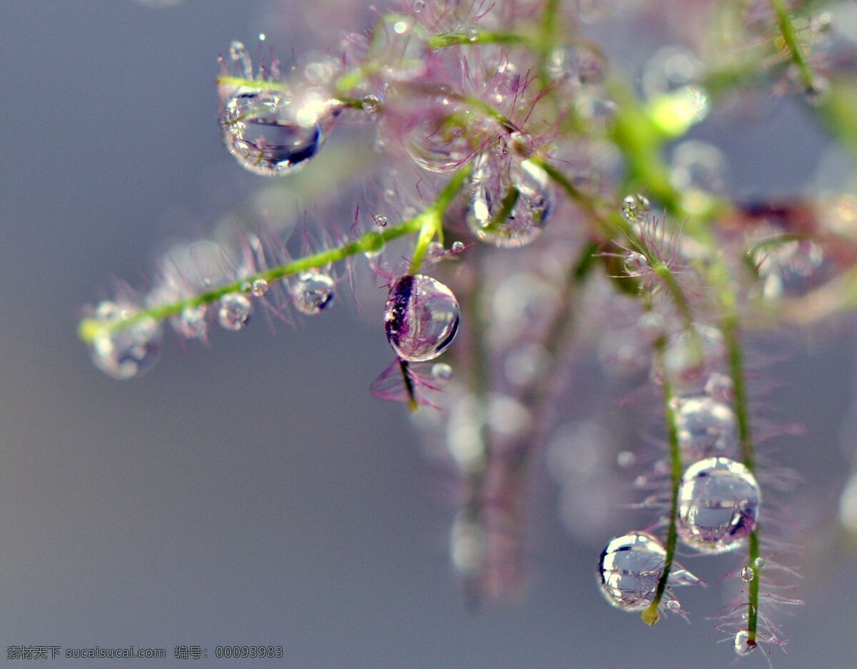 草 春天 干净 花草 晶莹剔透 露水 露珠 绿叶 上 水珠 绿叶上的水珠 水珠特写 晨露 绿叶特写 绿叶背景 绿叶底纹 水珠图片 漂亮水珠 水滴 水珠和绿叶 自然环保 干净的水 清澈 雨后 雨水 小草 树叶 微距拍摄 水 水花 水珠水花水滴 自然风景 自然景观 psd源文件