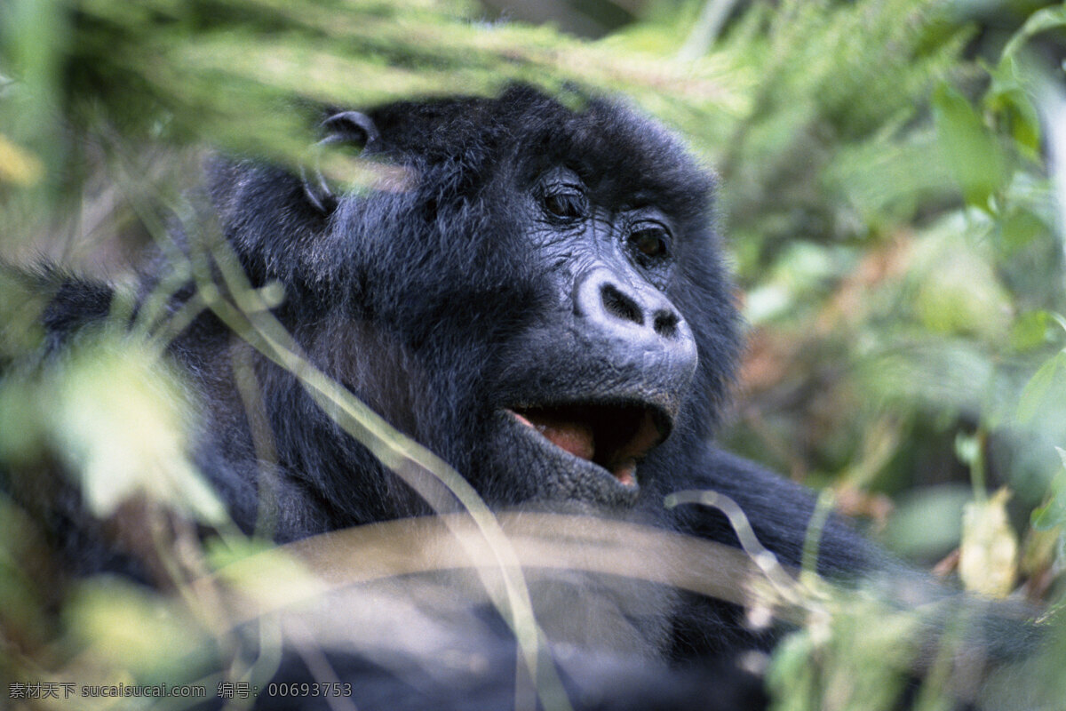 非洲 野生动物 猴子 写真 非洲野生动物 动物世界 动物 jpg图片 生物世界 摄影图片 脯乳动物 猴子高清图片 猴子写真 森林 陆地动物 黑色