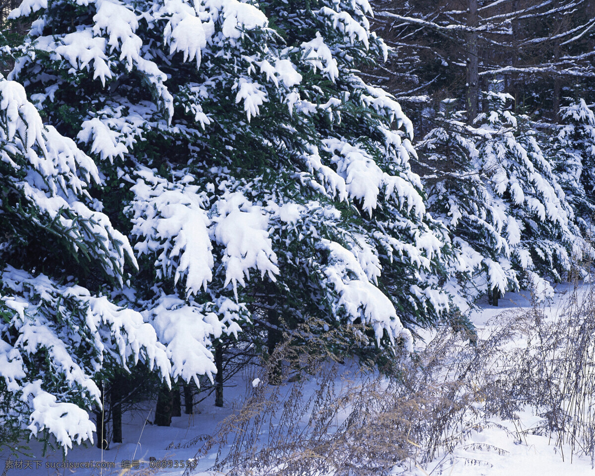 草原 上 雪 松树 白雪皑皑 雪景 雪松 白雪风光 森林大雪 风景 生活 旅游餐饮