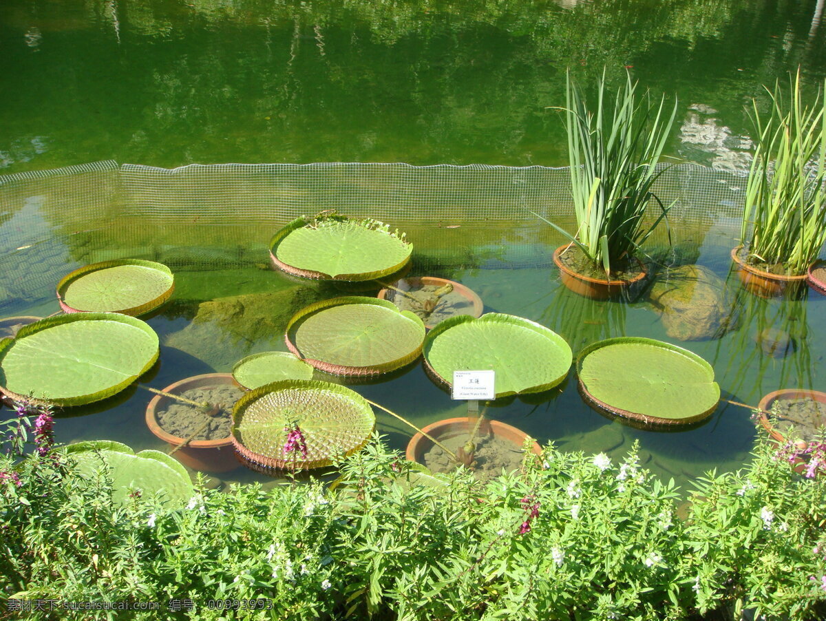 荷塘 风景 荷塘风景 荷叶 水草 水浮莲 生活 旅游餐饮