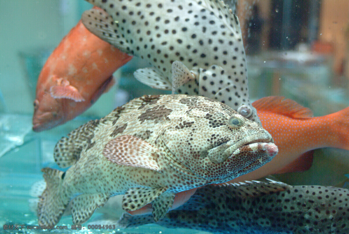 游水 生猛 石斑 海鲜 原创 生物世界 鱼类 摄影图库