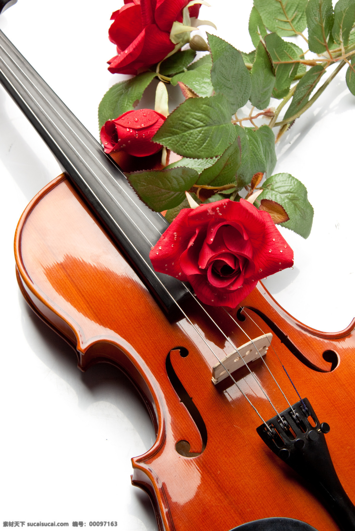 小提琴 木质小提琴 红玫瑰 玫瑰花 红木小提琴 乐器 乐谱 舞蹈音乐 文化艺术