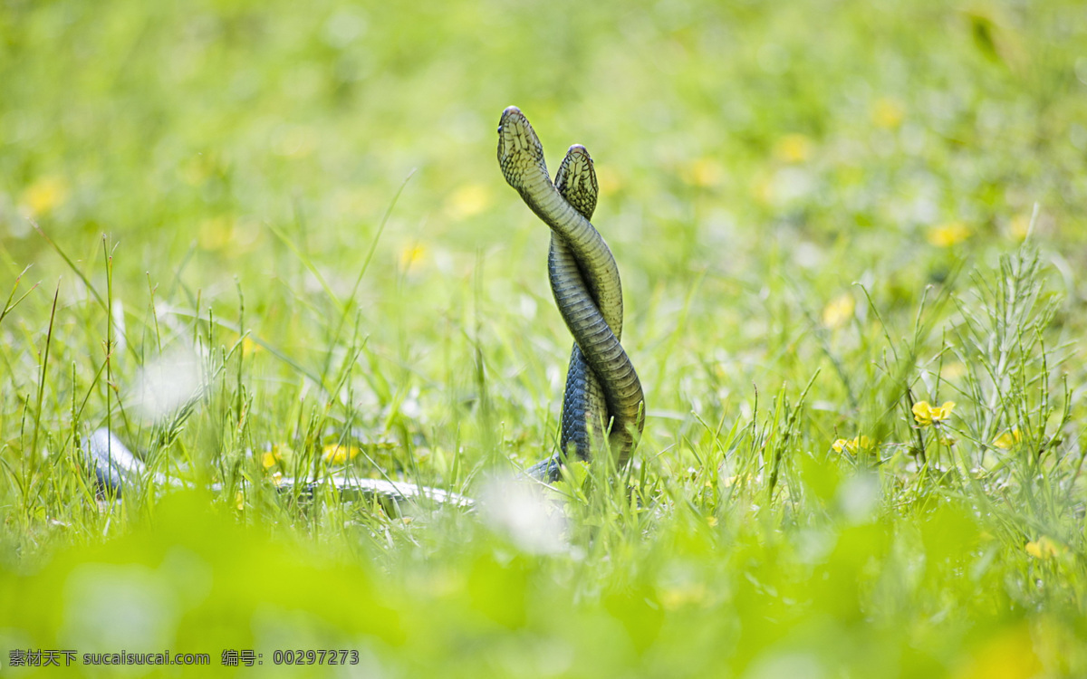 小蛇 毒蛇 两条蛇 草丛 花丛 动物世界