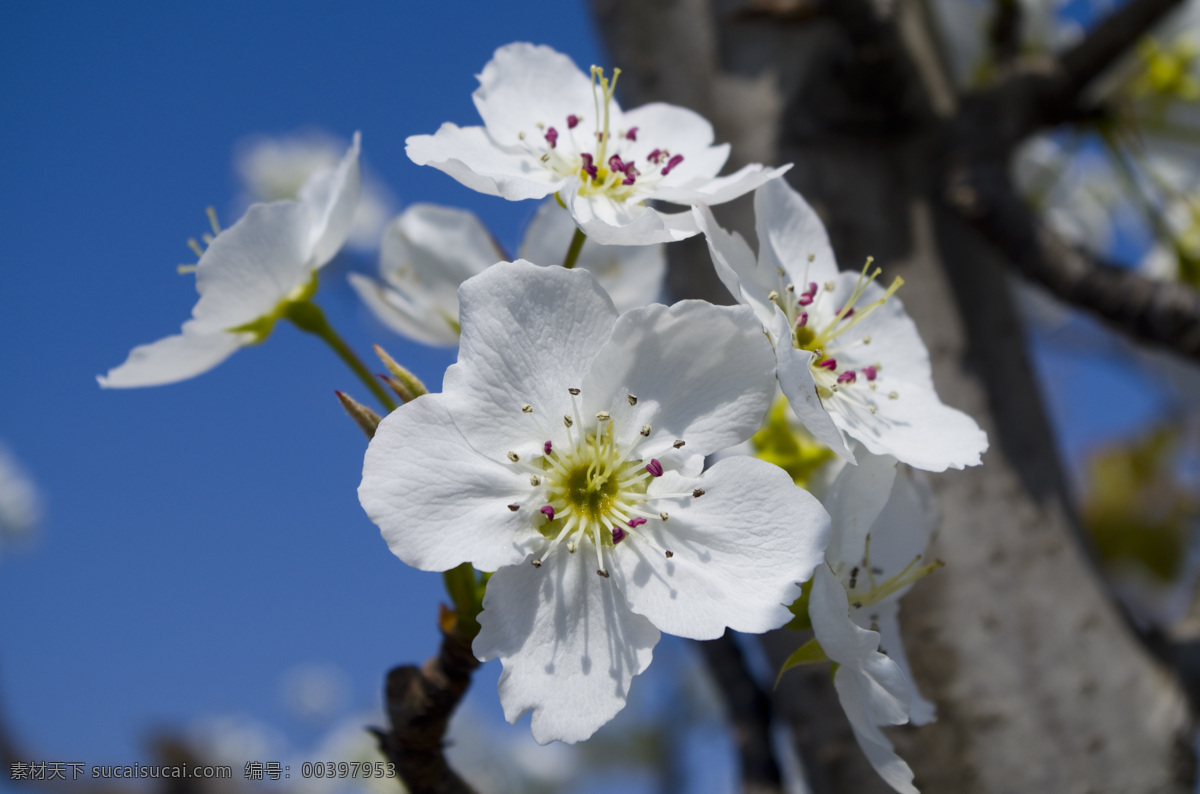 花卉图片 花朵 梨树花 白色梨花 蓝天梨花 梨花如雪 梨花素材 原创摄影 生物世界 花草