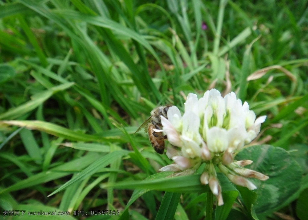 蜜蜂采花 蜜蜂 采花 百色花 小蜜蜂 花草 生物世界