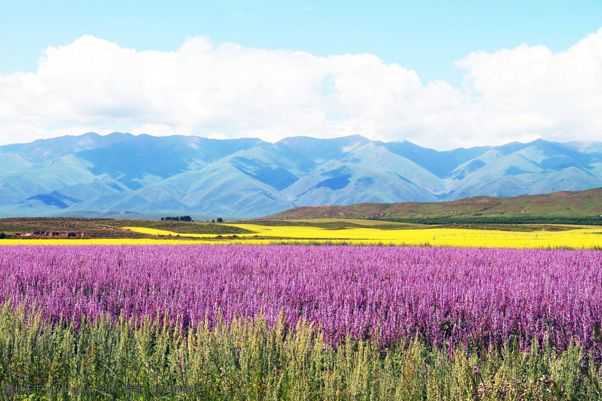 薰衣草 天山 油菜花 花海 新疆 天空 蓝天 国内旅游 旅游摄影