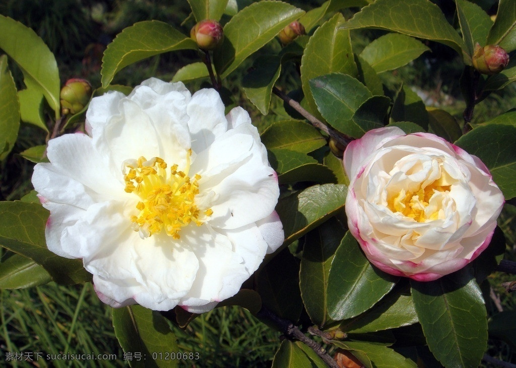 茶花 白色花 黄色花心 花蕾 含苞待放 绿叶 其他树木 花草 生物世界