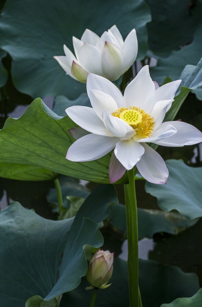 白莲花 荷花 荷叶 荷花池 莲花 水芙蓉 藕花 芙蕖 水芝 水华 泽芝 中国莲 生物世界 花草