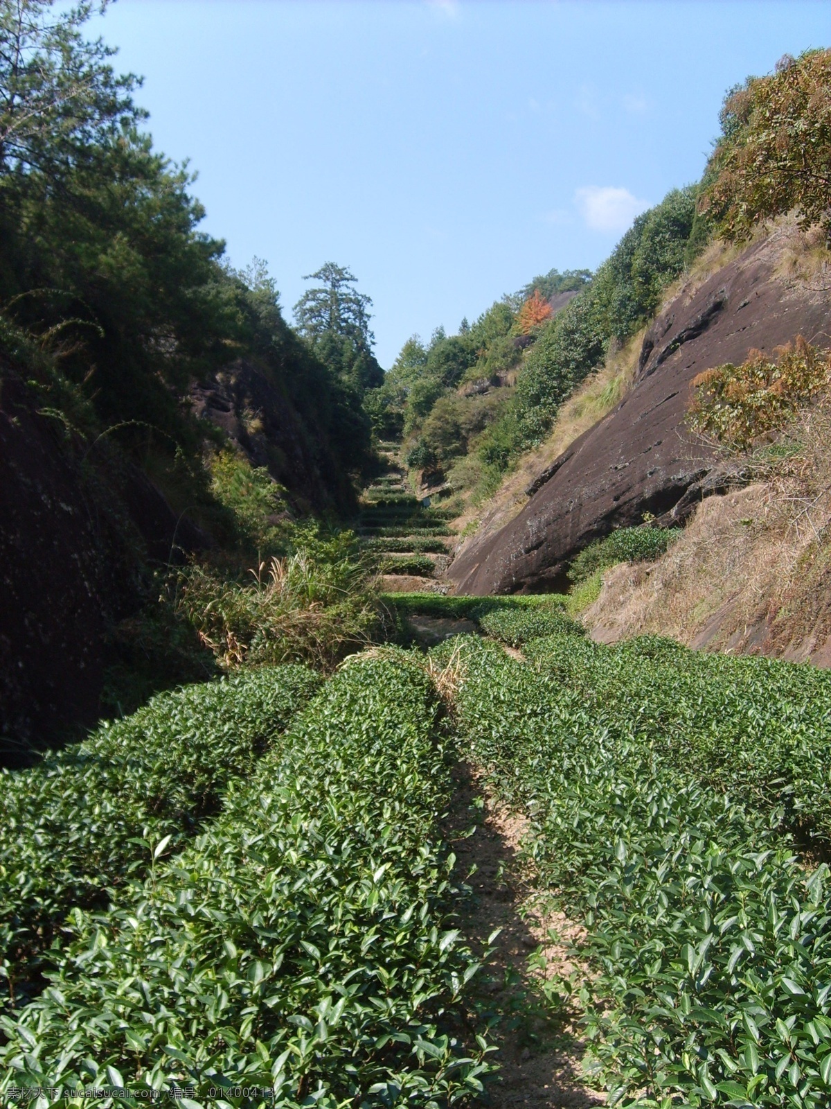 大红袍茶园 大红袍 岩茶 茶树 茶园 武夷山 风景名胜区 旅游 马头岩 自然风景 自然景观
