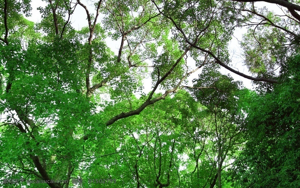 树木摄影 森林 太阳 天空 高清大图 仰望 角度 绿色 健康 环保 参天大树 树木树叶 生物世界