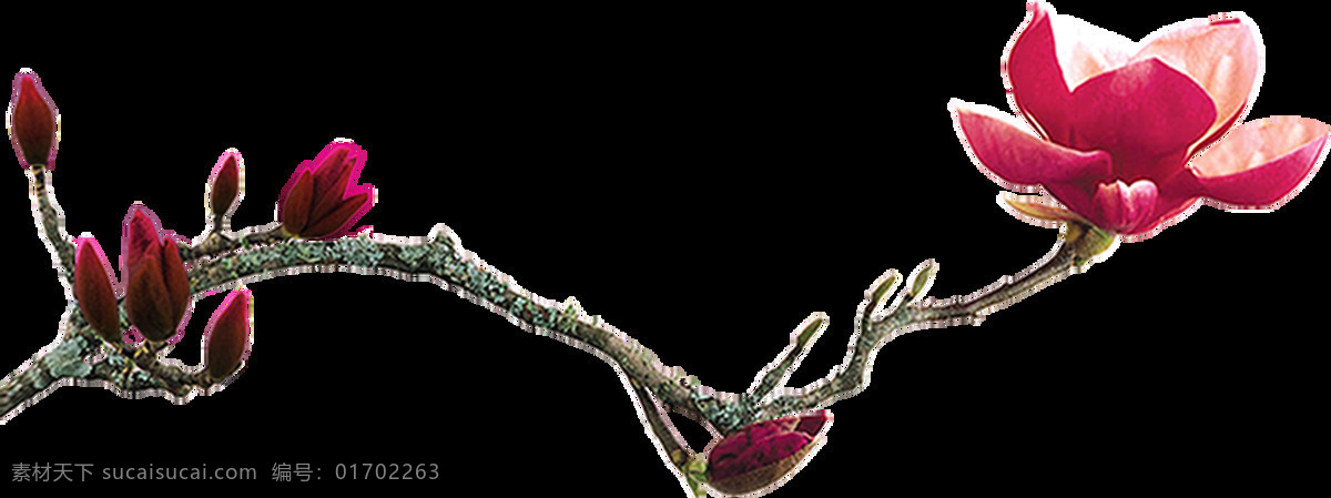 冬季 干枯 树干 盛开 花卉 卡通 透明 海报设计装饰 抠图专用 设计素材 淘宝素材 透明素材 装饰 装饰图案