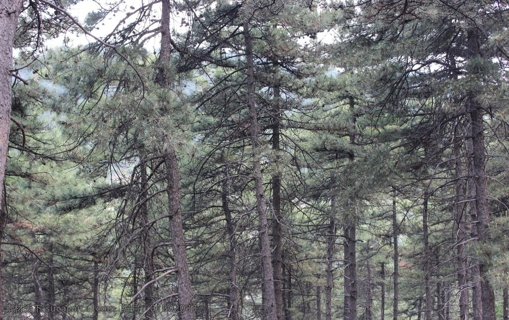 松树林 松树 植物 绿色 树林 风景 生物世界 树木树叶