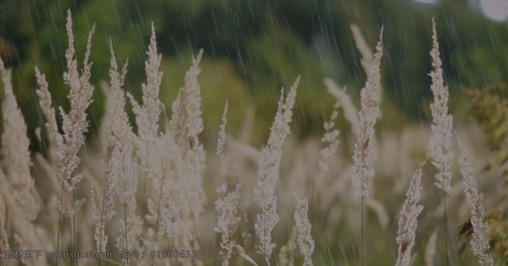 野外 下雨 视频 草地 雨声 细雨 暴雨 高清 4k 风声 视频素材 多媒体 实拍视频 自然风光 mp4