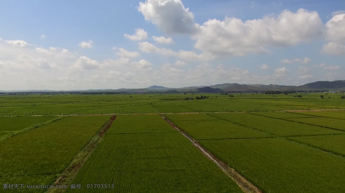 稻田 航拍 视频 大气 高清 蓝天白云 风景 实拍 农业