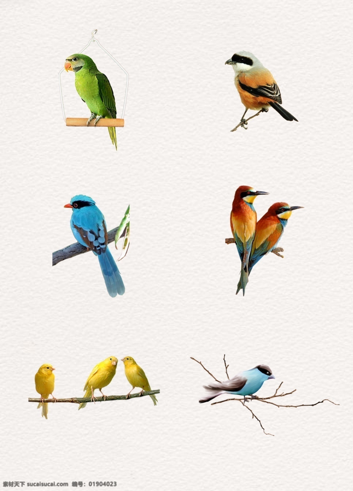 彩色 站立 树枝 上 小鸟 彩色小鸟 枝条 卡通小鸟 动物 站立树枝小鸟 枯树枝条