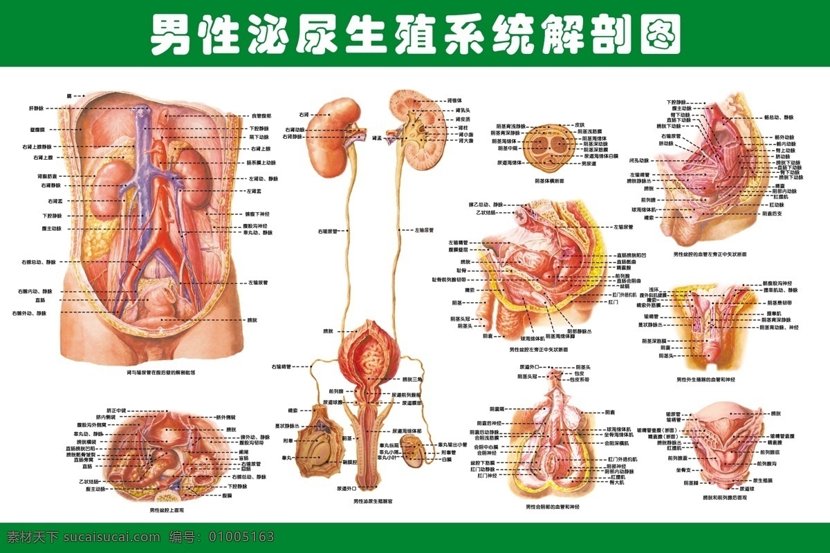 男性 泌尿 生殖 系统 解剖 图 解剖图 广告设计模板 其他模版 源文件库