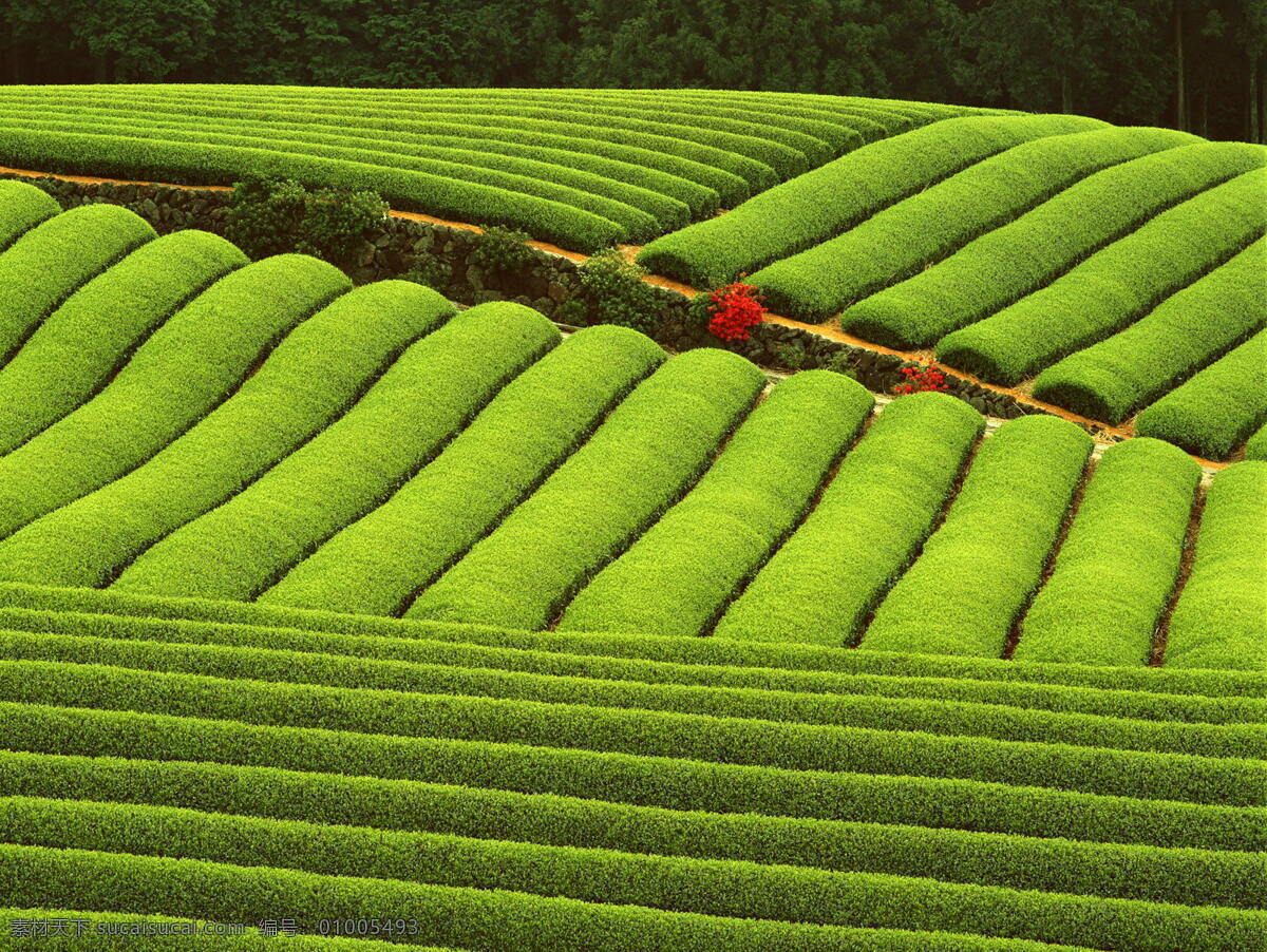 茶园茶山 茶叶 绿色茶山 田地 自然景观 田园风光 摄影图库