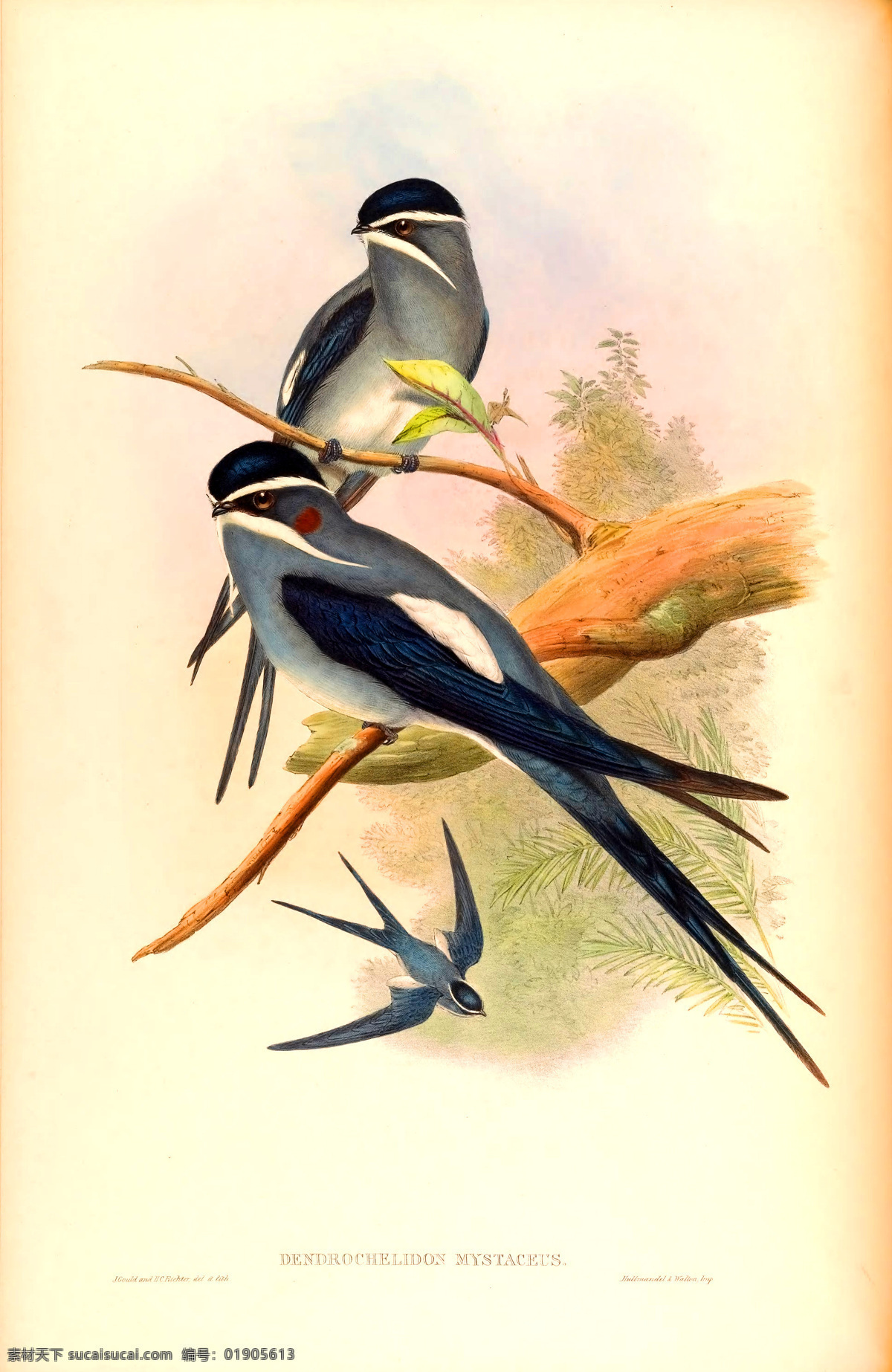 手绘小鸟 彩色插画 手绘鸟类 鸟类太阳鸟 彩色手绘小鸟 亚洲鸟类 手绘 花鸟 鸟儿 鸟 高清 禽类 西方图谱 蜂鸟 鸟类素材 绘画 科普 绘画书法 文化艺术 天堂鸟 生物世界 鸟类 无名小鸟 插图 插画 翅膀 手绘插画 手绘小鸟插画 鸟类插画 装饰画 底纹边框 背景底纹