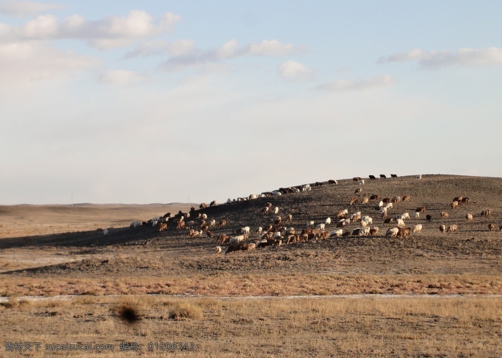 塞外风情 马群 羊群 骆驼 边塞 戈壁滩 美丽的塞外 塞外风景 新疆美景 阿勒泰风光 美丽的草原 草原风光 自然景观 自然风景