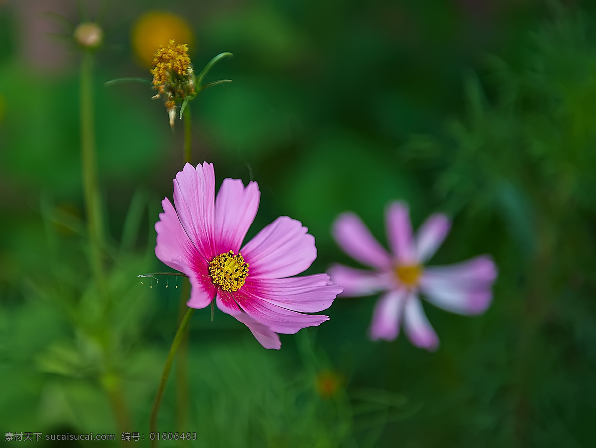清丽格桑花