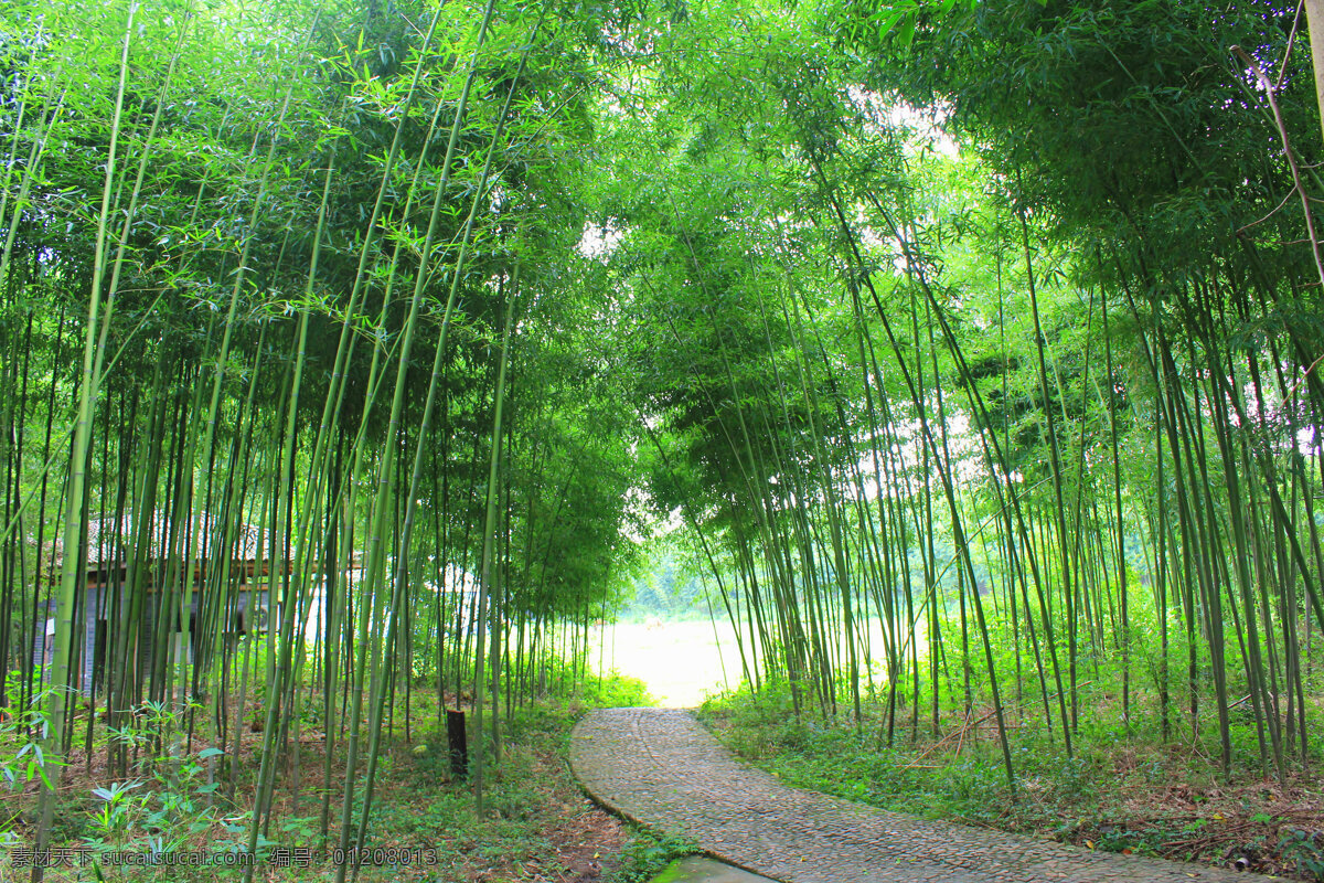 竹林 竹子 竹子摄影 竹海 竹杆 双溪漂流竹子 竹 雅竹 杭州旅游风景 竹林深处 竹林小径 生物世界 树木树叶