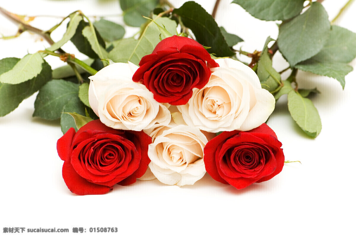 红 白 玫瑰 特写 玫瑰花 花卉 花朵 鲜花 花 花束 鲜艳 艳丽 植物 花草 鲜花摄影 盛开 花草树木 生物世界