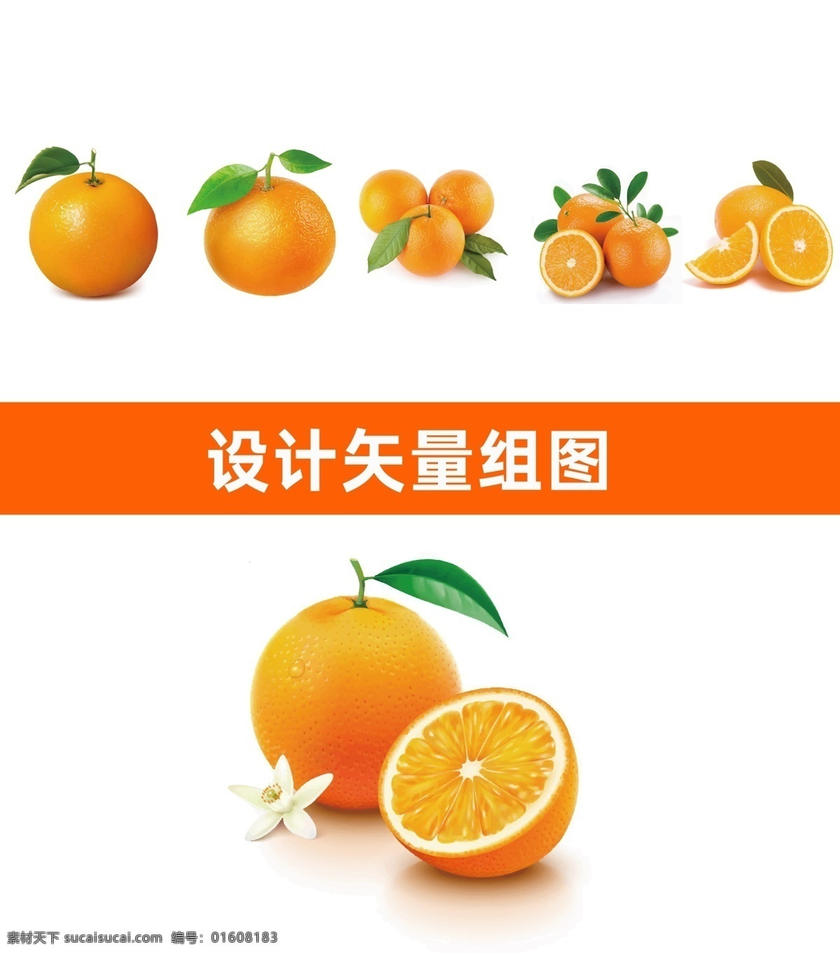橙子矢量 橙子 香橙 甜橙 脐橙 矢量图 高清矢量图 水果素材 矢量素材 水果 分层