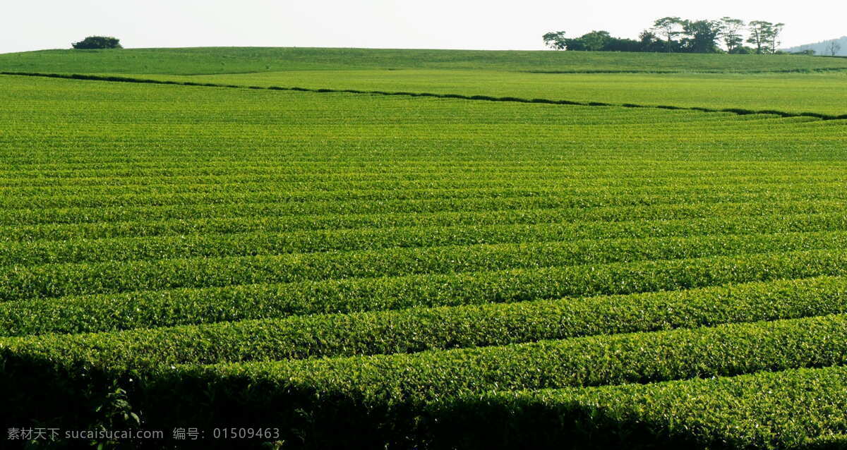 茶树茶田美景 茶树 茶田 茶叶 田园风光 生物世界 花草