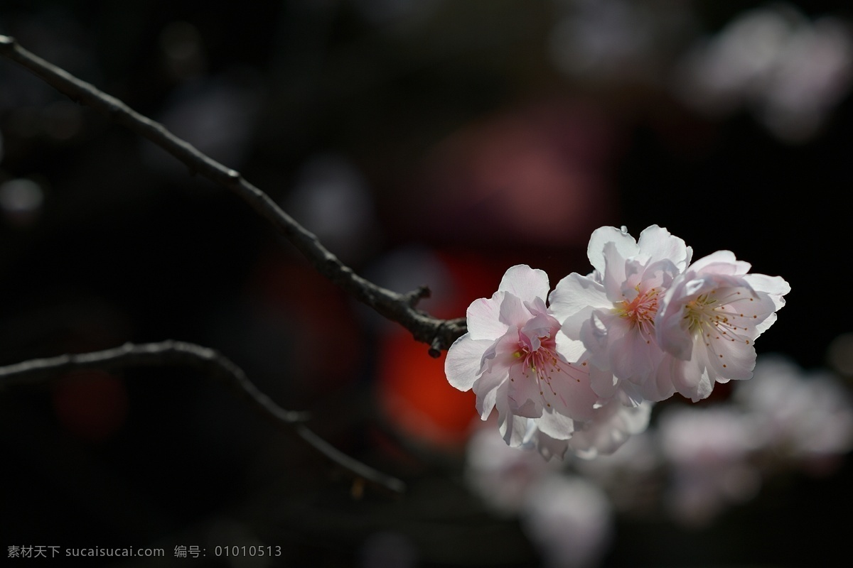 阳光下的桃花