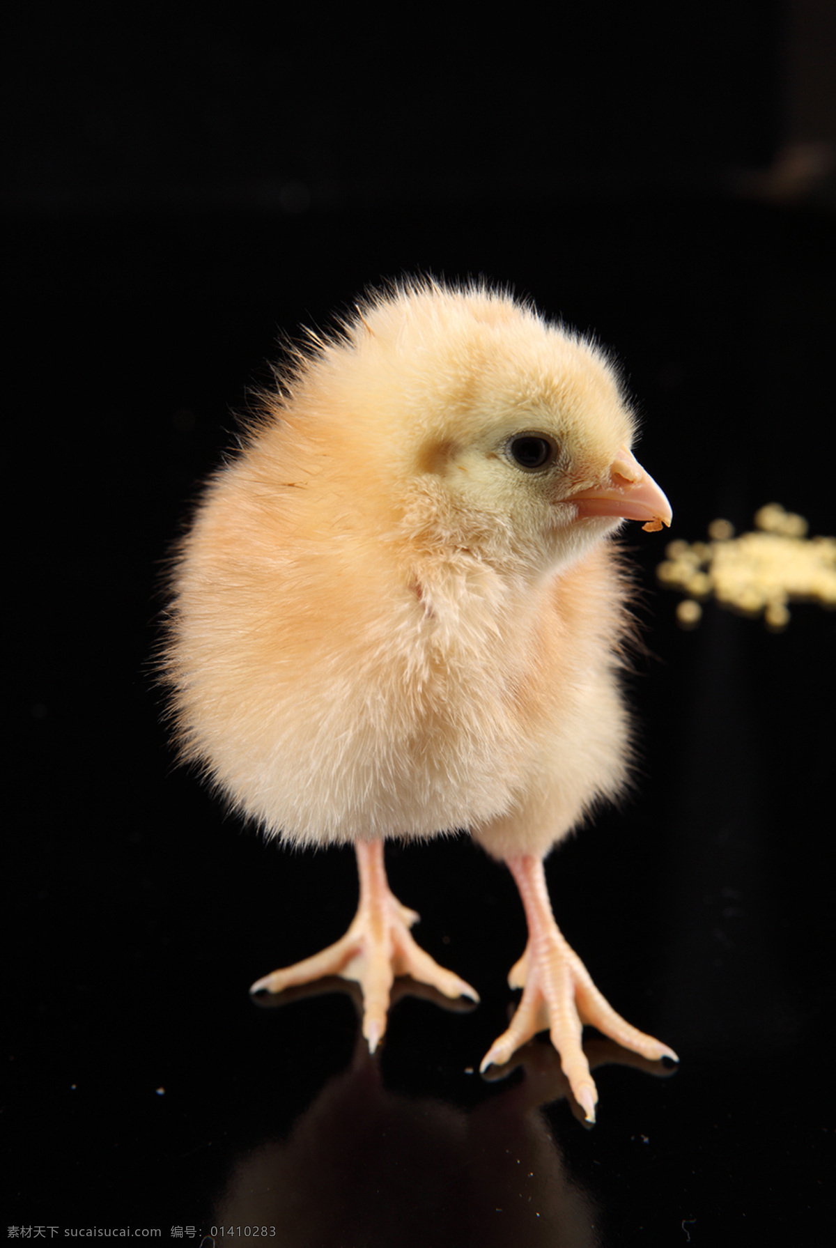 可爱的小鸡 小鸡 雏鸡 家禽 小鸡崽 稚鸡 鸡宝宝 刚出生的小鸡 毛茸茸的小鸡 小生命 孵化 毛茸茸 家禽家畜 生物世界