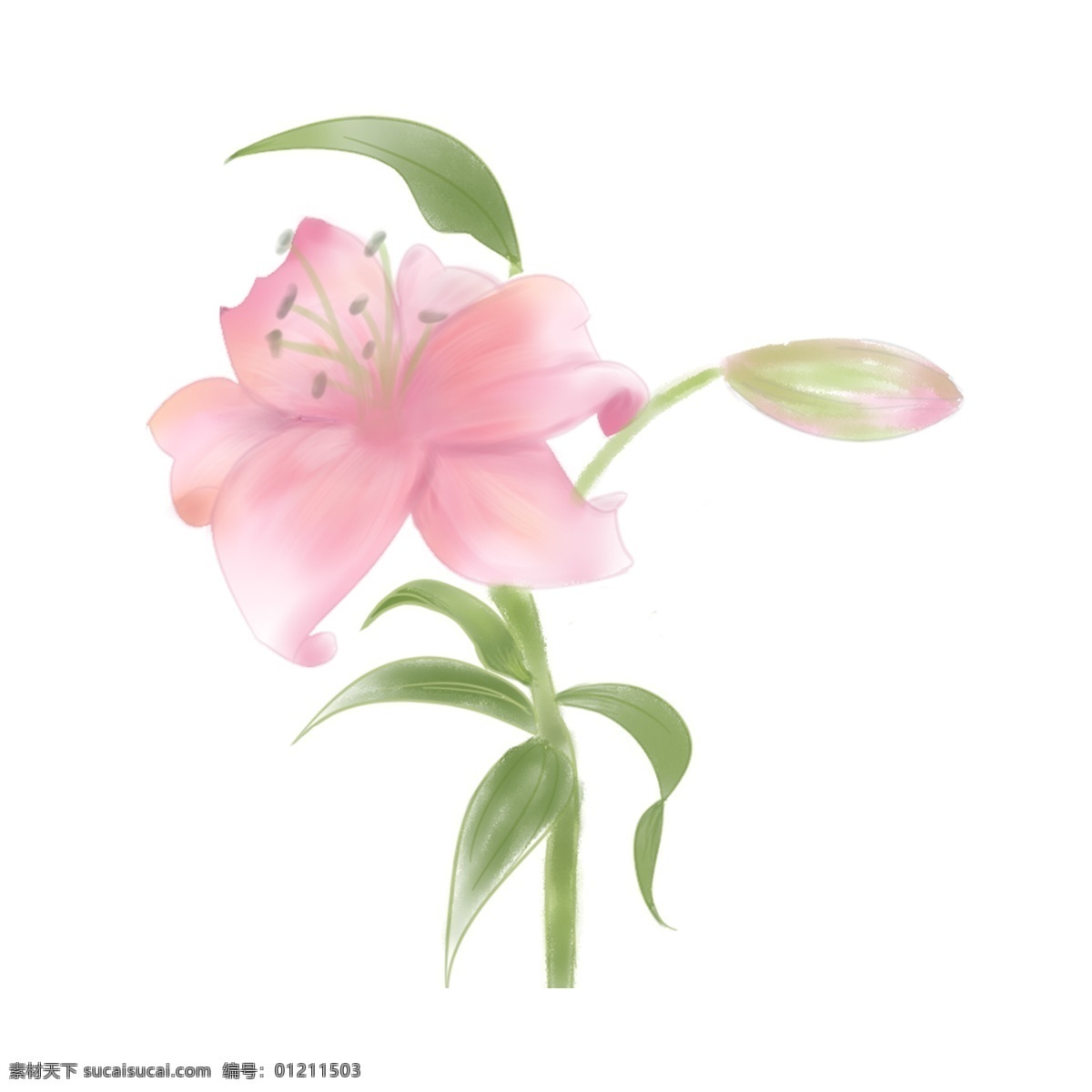 百合 手绘 水彩 元素 图案 百合花 花类 装饰 植物