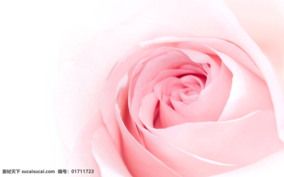 高清 唯美 粉色 玫瑰花 玫瑰 情人节 爱情 甜蜜 婚宴
