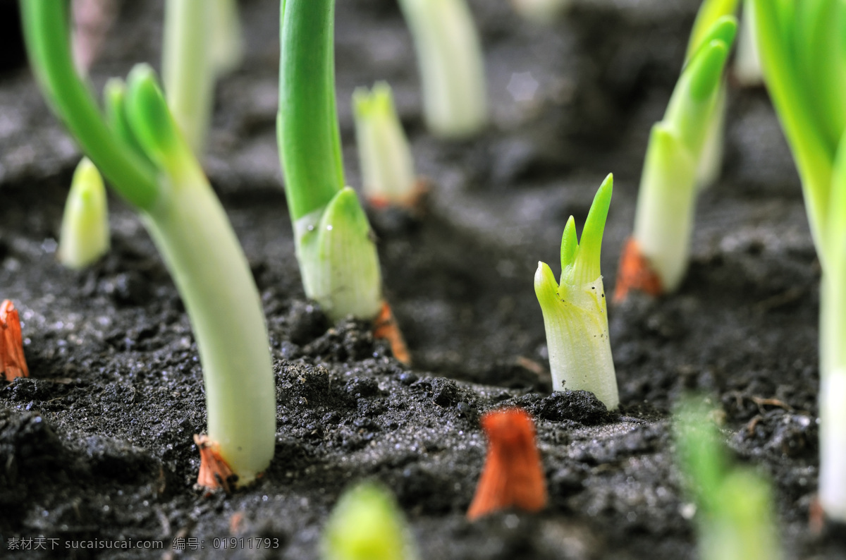 土壤 绿 芽 幼苗 绿芽 植物新芽 泥土 花草树木 园林景观 环境家居