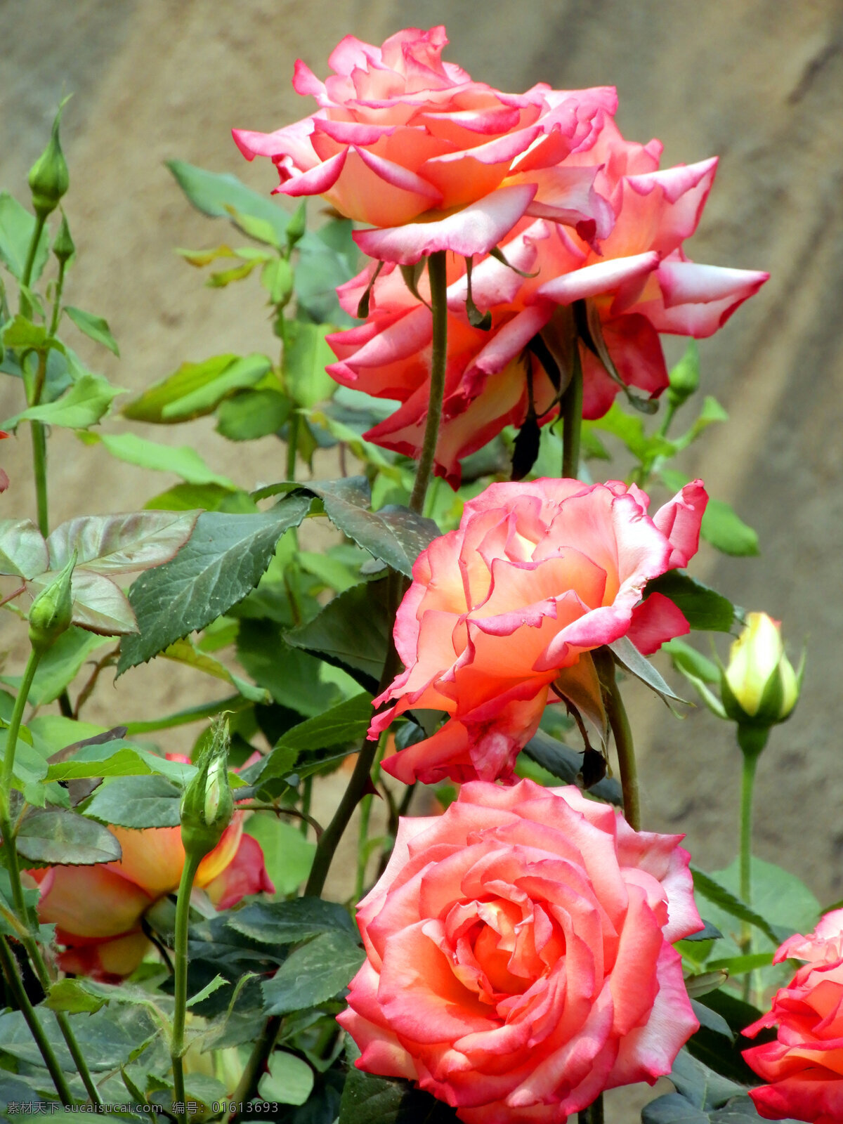 月季花 月季 花草 鲜花 花瓣 绿叶 春天 盛开 生物世界