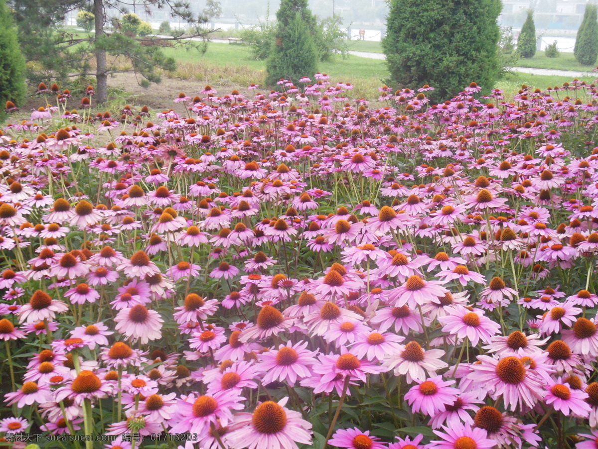 松果菊 粉色菊花 粉红色 菊花 花海 一片花 花朵 花瓣 生物世界 花草