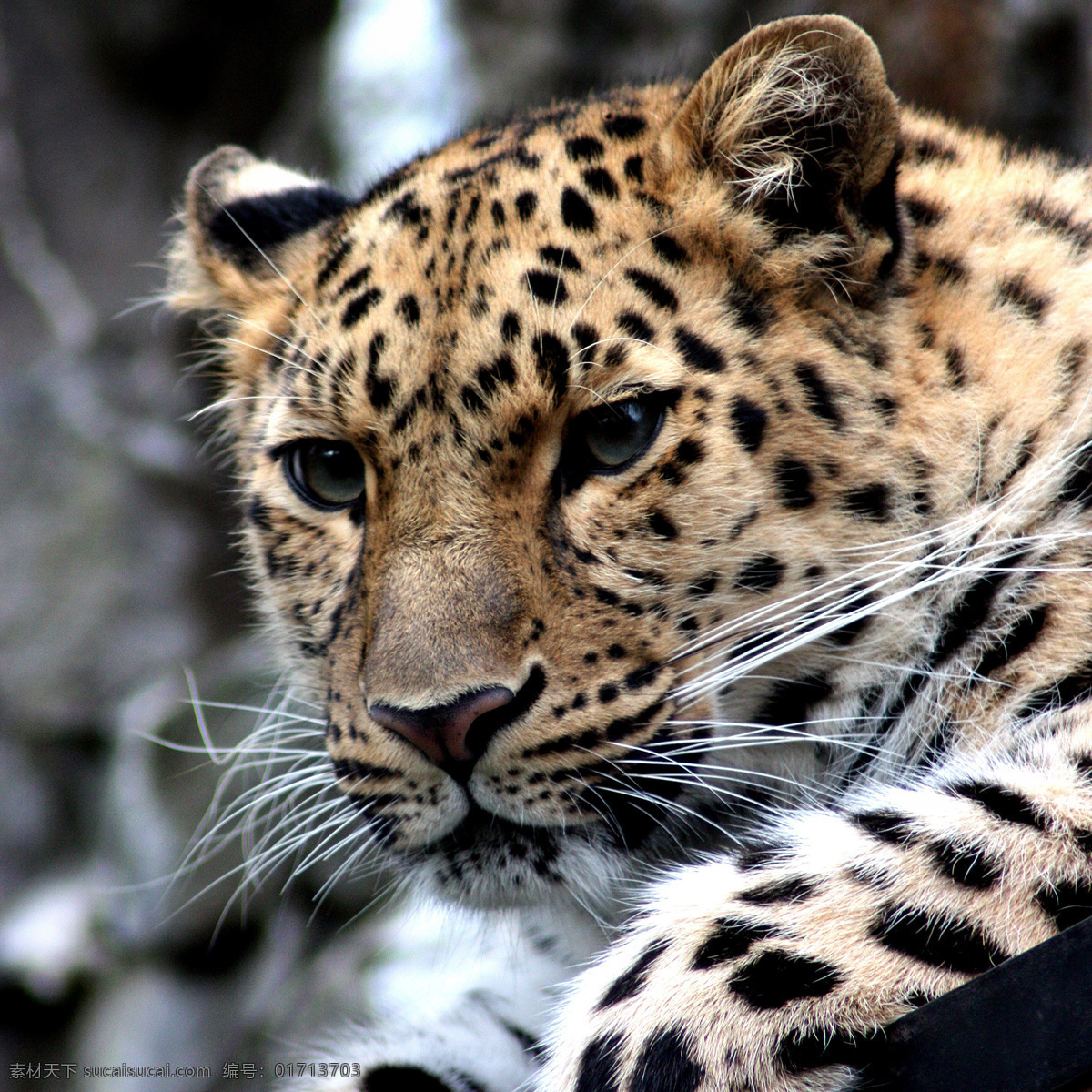 豹子图片 豹子 豹 豹猫动物 野生猫科 濒危保护 舌头 牙齿 眼睛 自然 动物 野生动物 生物世界