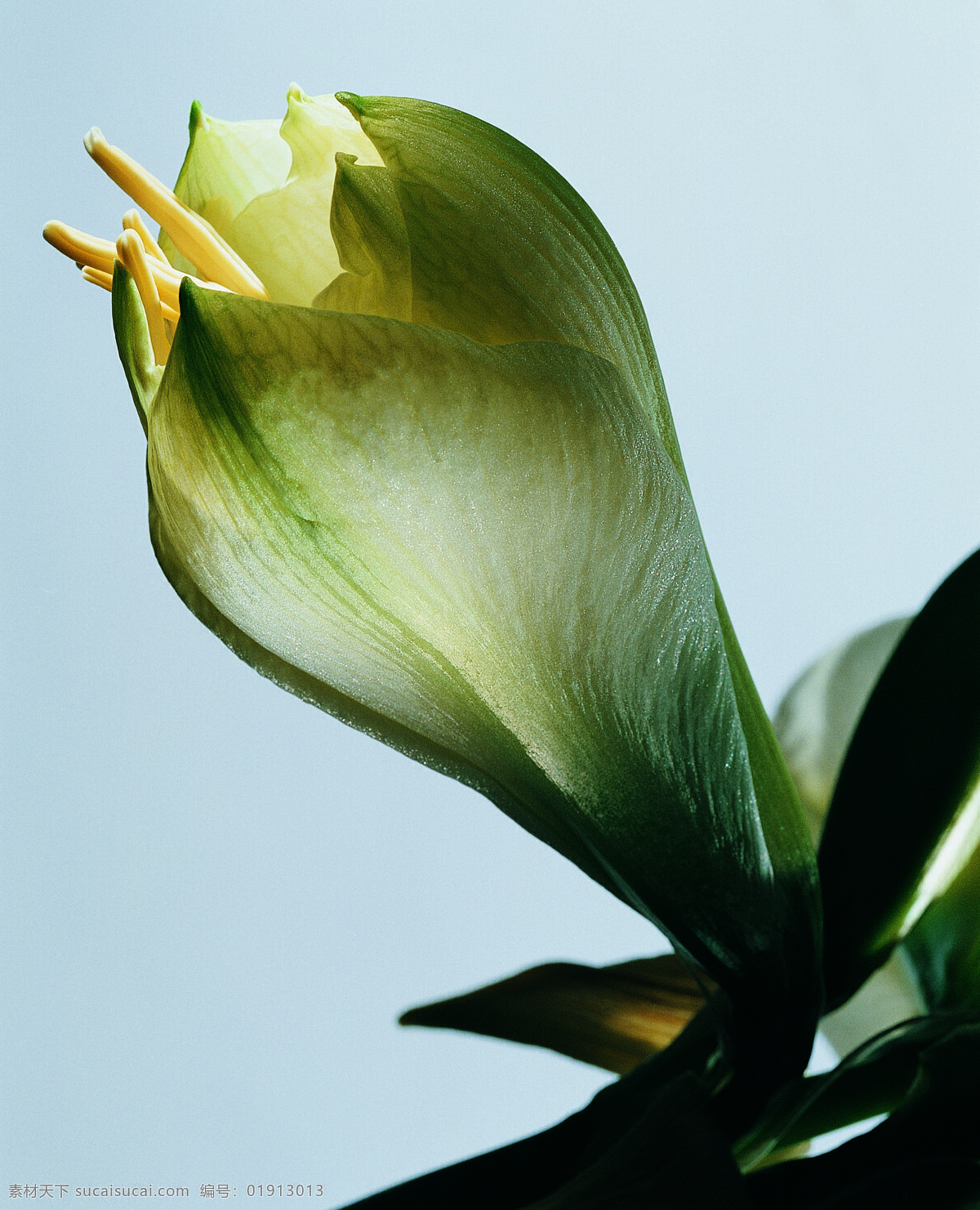 花 姿 花颜 百花世界 花瓣 花草 花朵 花蕊 全球 首席 大百科 一束花 花姿花颜花 生物世界