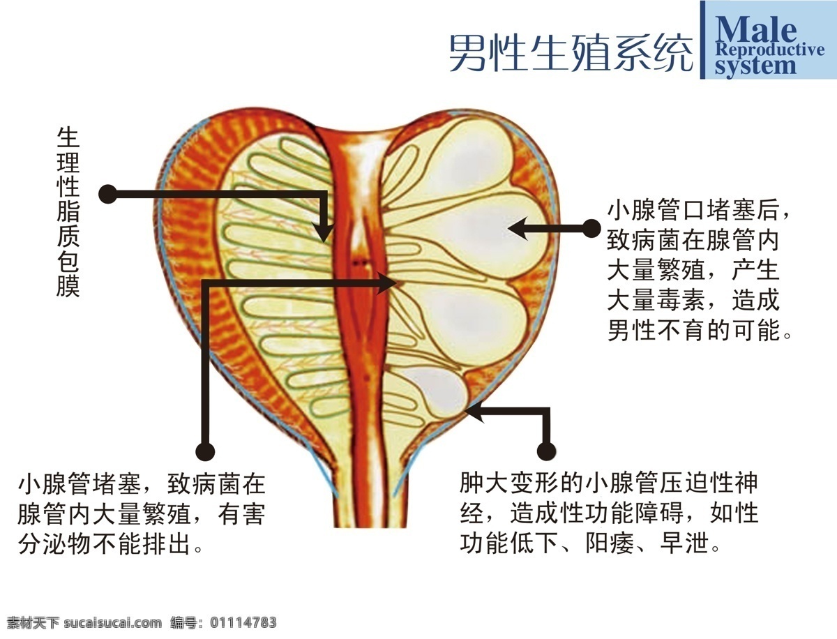 男科生殖系统 男科 生殖系统 前列腺 白色