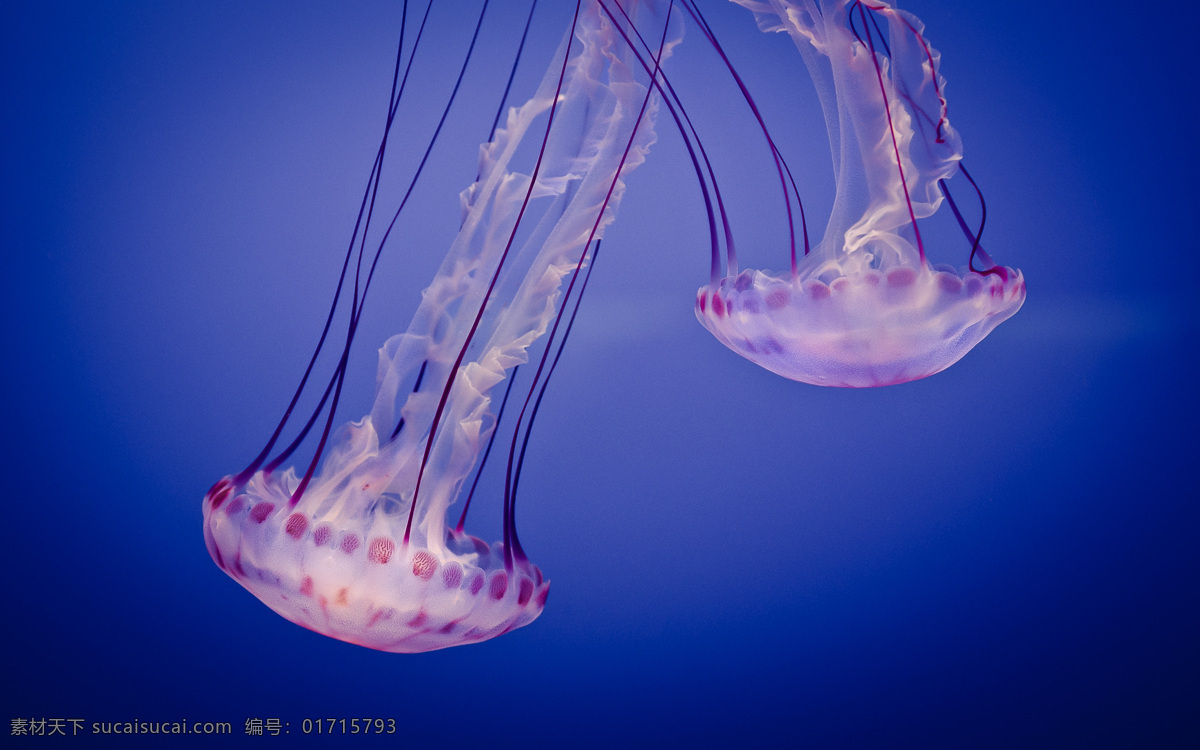 水母 海洋 深蓝色海水 海洋生物 海洋水母 生物世界