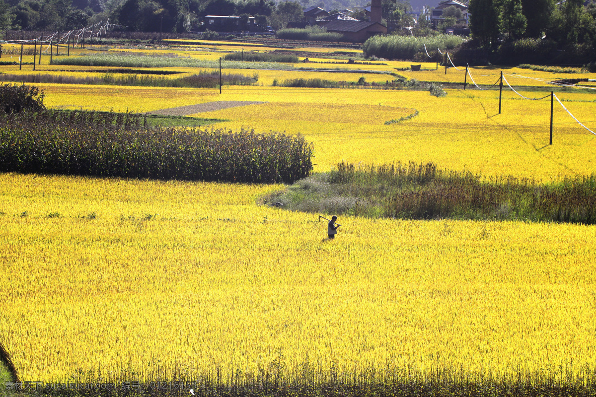 陕南稻田 摄影图 乡土 田园 风光 自然景观 田园风光