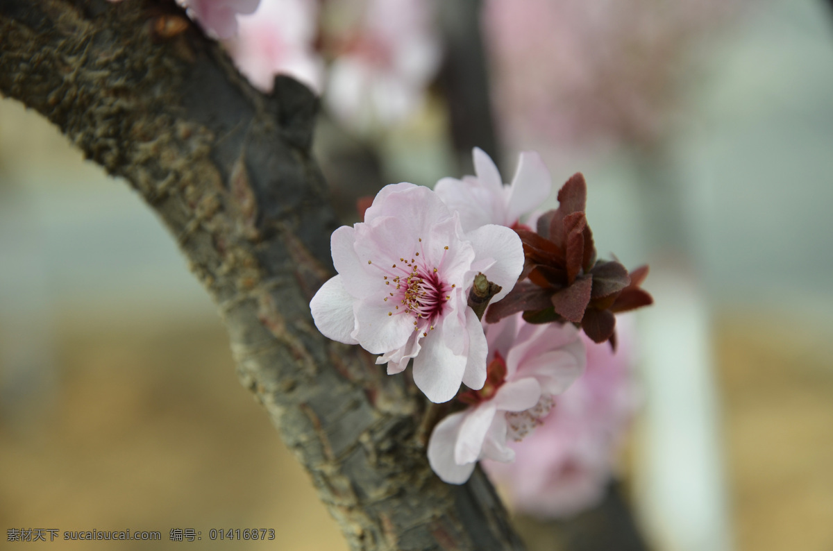 红叶李花 一朵花 粉色 红叶李 花瓣 清晰 生物世界 花草