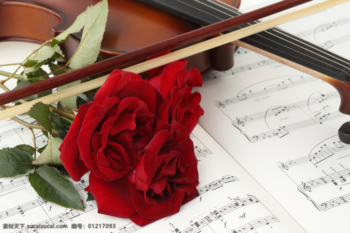 五线谱 上 玫瑰花 花朵花卉 美丽花朵 鲜花乐谱 五线音谱 音乐 小提琴 影音娱乐 生活百科