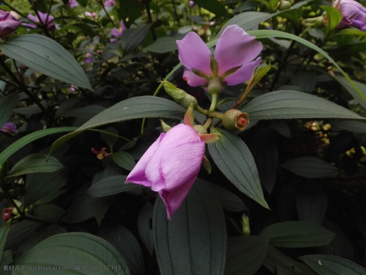 毛菍 射牙郎 叶 绿叶 花草 花叶 植物 花 生物世界