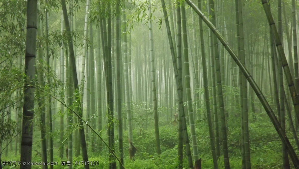 安吉 竹海 非 高清 安吉竹海 竹林 风景 旅游 绿色 树木树叶 生物世界