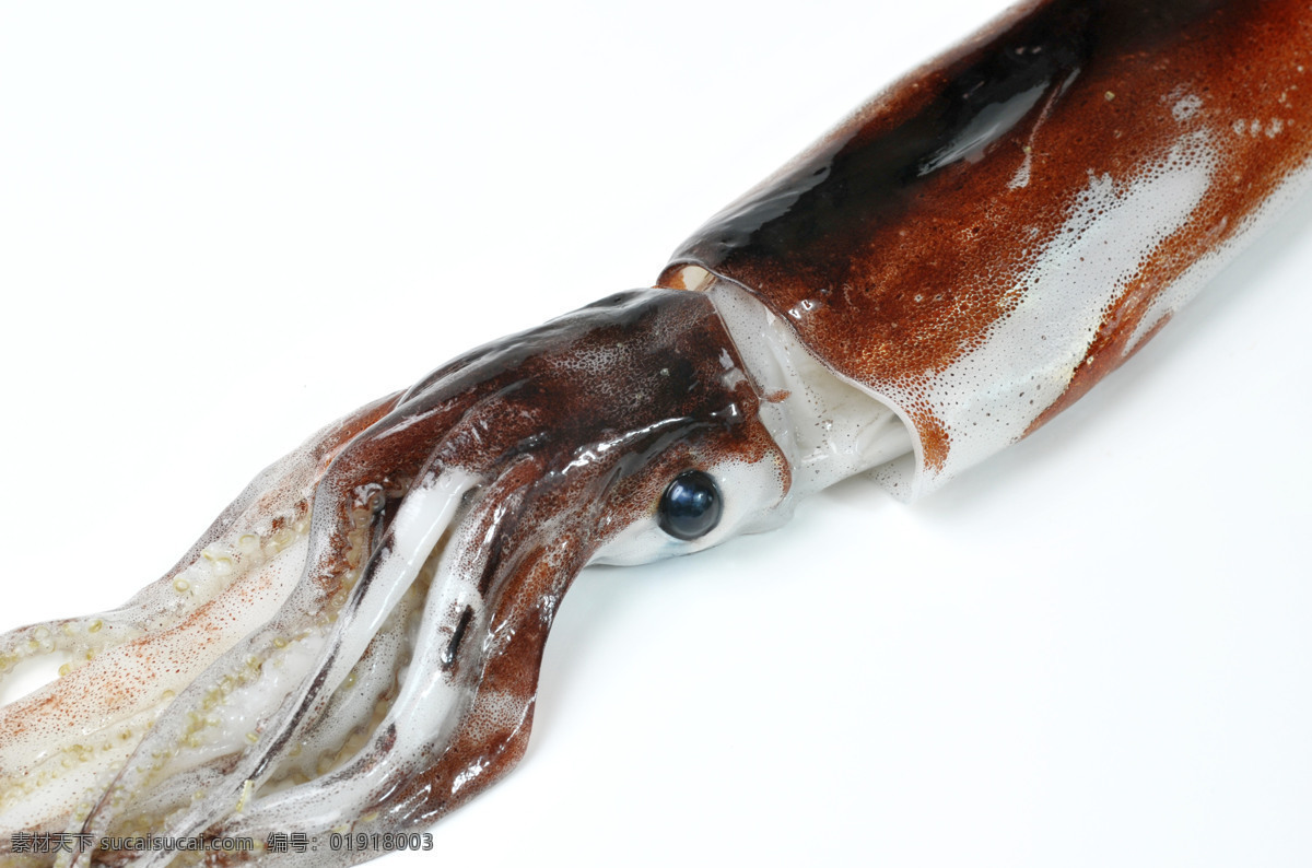 乌贼 海鲜 乌鲗 花枝 墨斗鱼 墨鱼 鱼获 海鱼 海产品 水产品 生物世界 海洋生物
