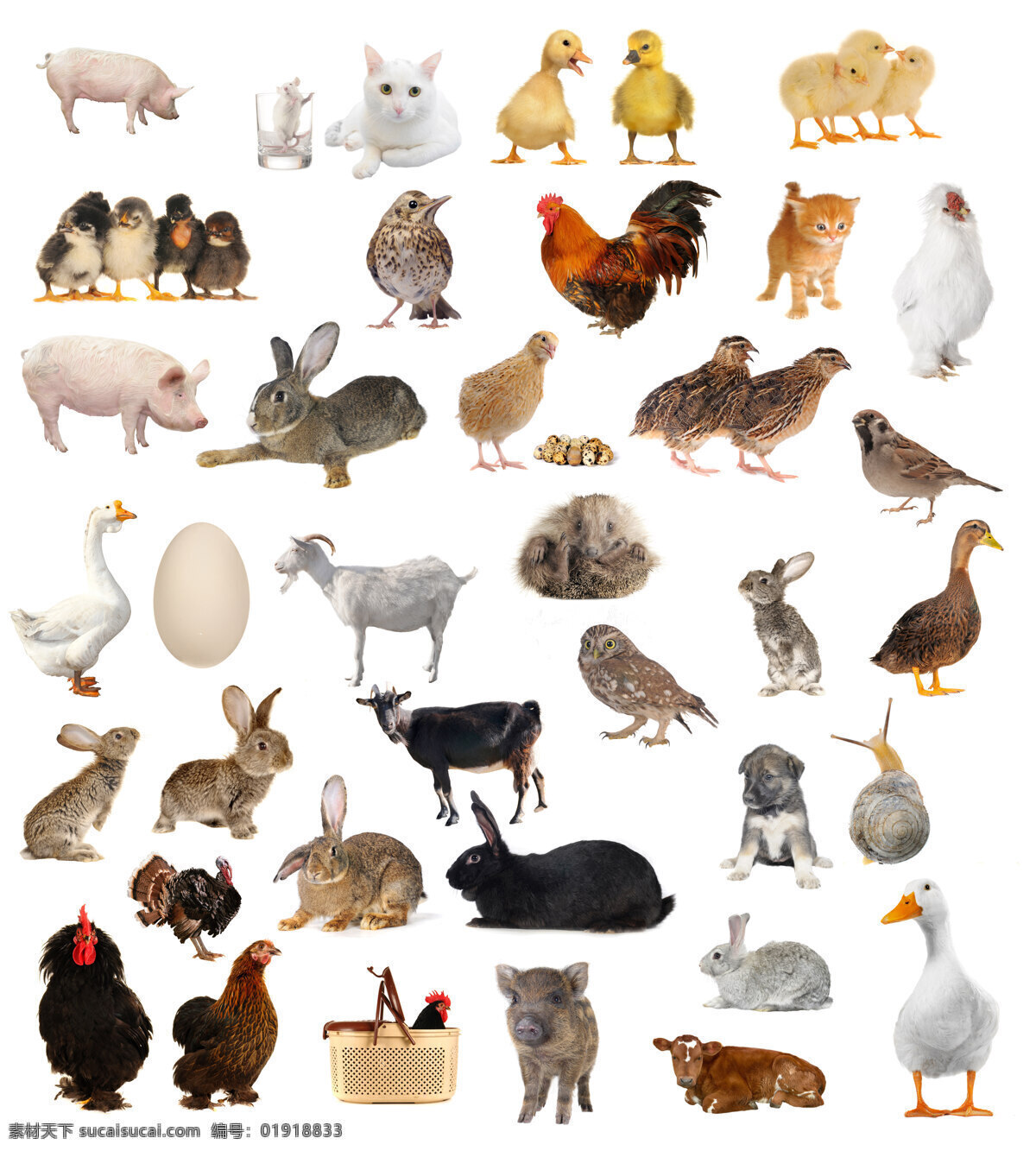 种 家庭 常见 家畜 家禽 高清 动物 猫 鸡 鸟 狗 鹅 猪 牛 兔 羊 鸡蛋 蜗牛 猫头鹰 宠物 麻雀 鸭子 高清图片 图片素材. 白色