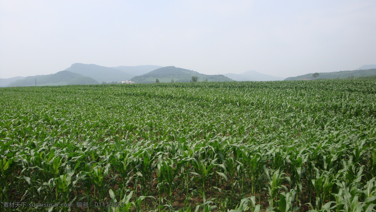 青青玉米地 玉米地 碧绿 远处 一片 清晰 旅游摄影 自然风景